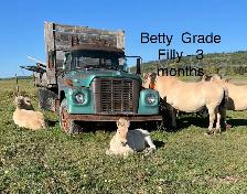 fjord Weanlings ready to go - fun calm easy winter project - Photo 4