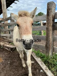 fjord Weanlings ready to go - fun calm easy winter project - Photo 6
