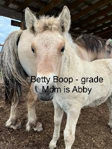 fjord Weanlings ready to go - fun calm easy winter project - Photo 7