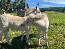 fjord Weanlings ready to go - fun calm easy winter project - Photo 8