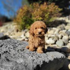 Mini Goldendoodles for Sale