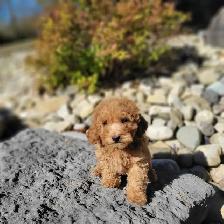 Mini Goldendoodles for Sale - Photo 2