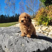 Mini Goldendoodles for Sale - Photo 3