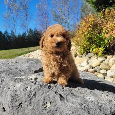 Mini Goldendoodles for Sale - Photo 4