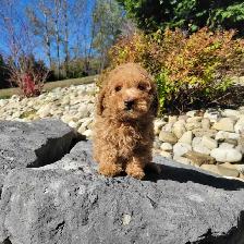 Mini Goldendoodles for Sale - Photo 5