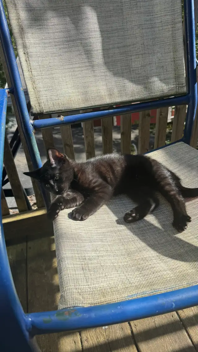 Black Toyger Kitten