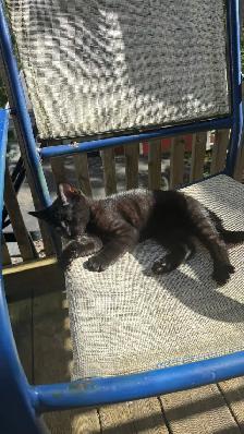 Black Toyger Kitten