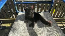 Black Toyger Kitten - Photo 2