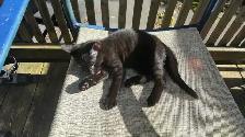 Black Toyger Kitten - Photo 3