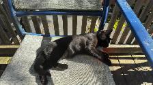 Black Toyger Kitten - Photo 4