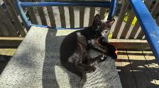 Black Toyger Kitten - Photo 5