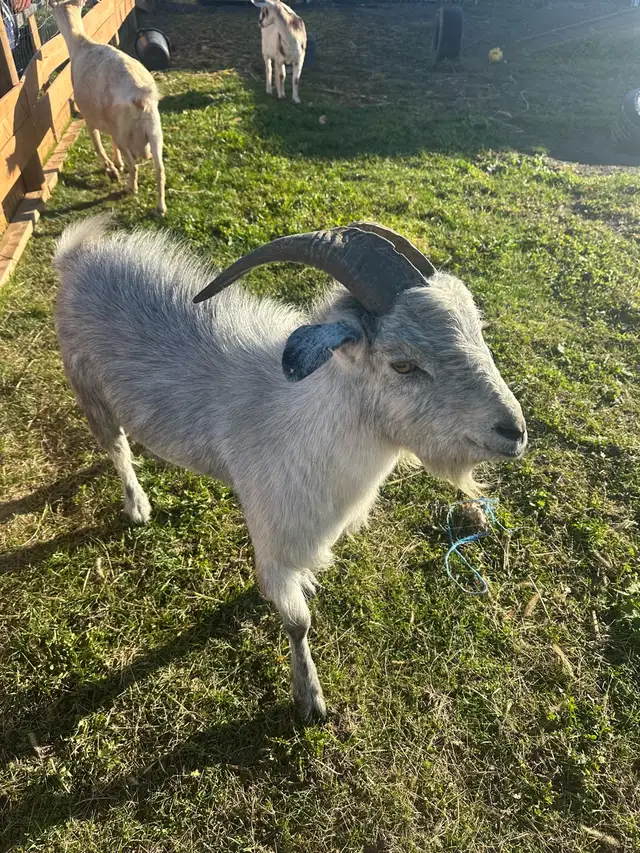 male goat