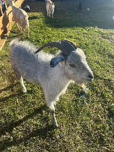 male goat