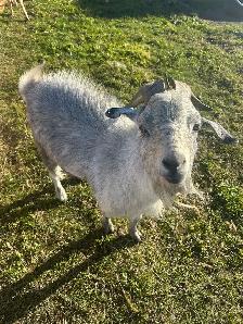 male goat - Photo 2