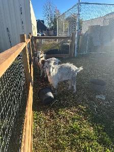 male goat - Photo 3