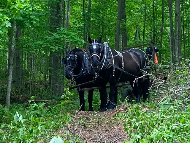 Horse Logging Cut And Skid