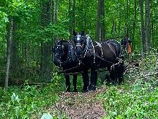 Horse Logging Cut And Skid
