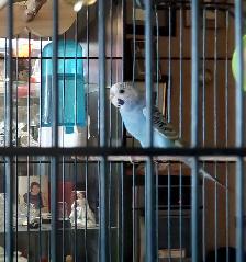Budgie