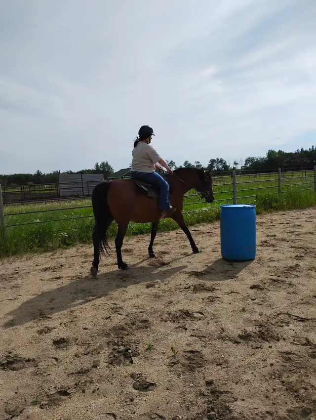 Private horse riding lessons