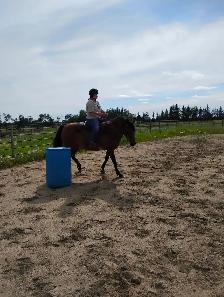 Private horse riding lessons - Photo 2