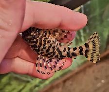 lots of fish, plecos & more (see list below) - Photo 4