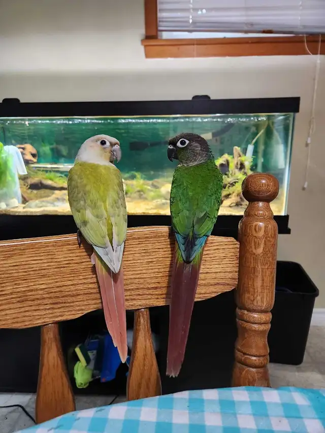 Baby Green Cheek Conures
