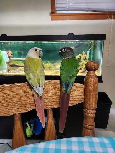 Baby Green Cheek Conures