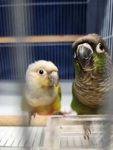 Baby Green Cheek Conures - Photo 2