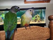 Baby Green Cheek Conures - Photo 3