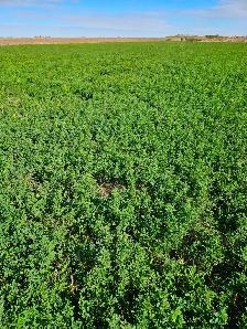 Small square alfalfa bales. - Photo 2
