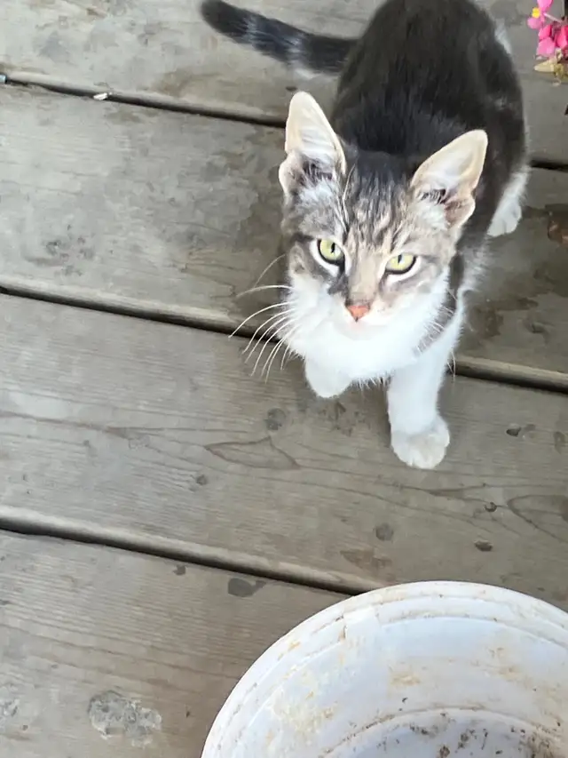 Barn cats