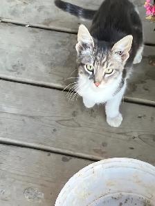 Barn cats