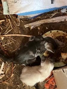 Barn cats - Photo 3