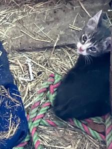 Barn cats - Photo 4