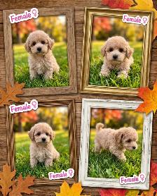 Bichonpoo puppies birthday Aug 10/2026 - Photo 7