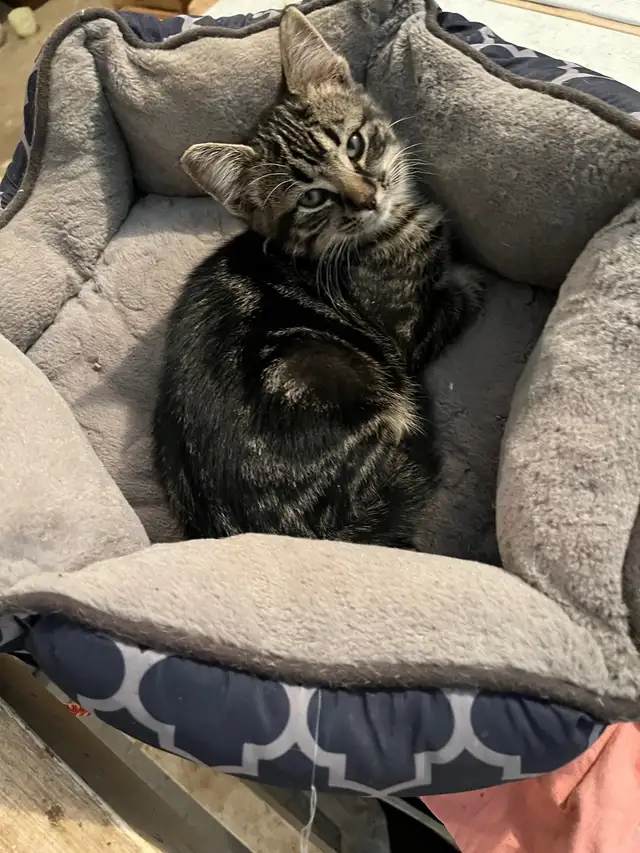 kittens available