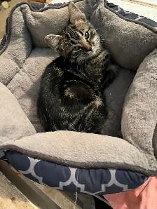 kittens available