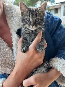 kittens available - Photo 2