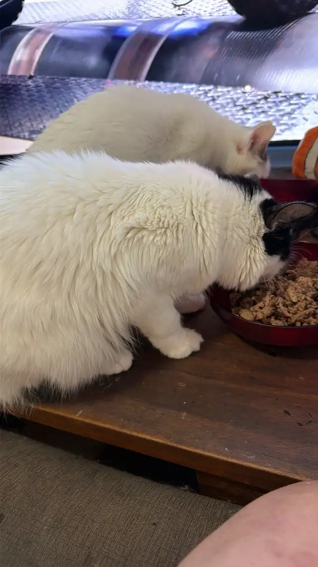 female black and White cat