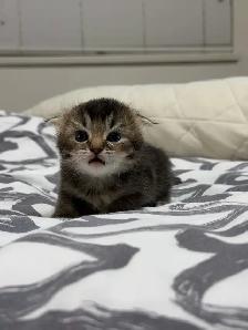 Adorable Ragdoll × Scottish Fold Kitten - Photo 4