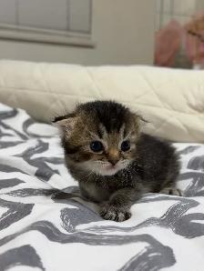 Adorable Ragdoll × Scottish Fold Kitten - Photo 5