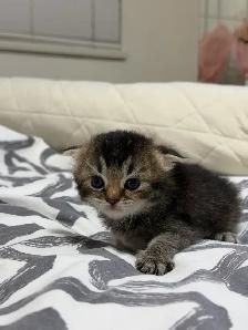 Adorable Ragdoll × Scottish Fold Kitten - Photo 6