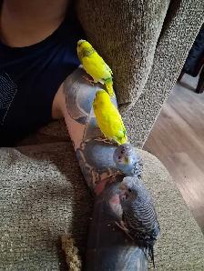9 month old budgies