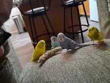 9 month old budgies - Photo 2