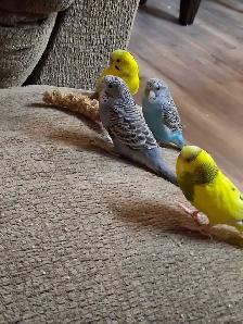 9 month old budgies - Photo 3