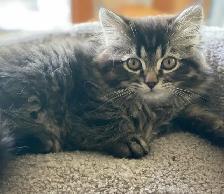 Cat Sitter/ Pet Boarding/ Kitten Kennel - Photo 5