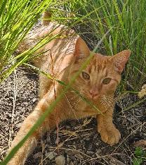 Cat Sitter/ Pet Boarding/ Kitten Kennel - Photo 8