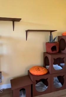 Cat Sitter/ Pet Boarding/ Kitten Kennel - Photo 9