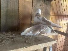 Beautiful ring neck, Dove - Photo 2