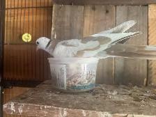 Beautiful ring neck, Dove - Photo 3